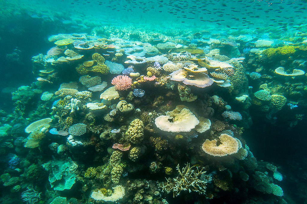 Corals in the dive expedition as seen off the coast of Port Douglas.